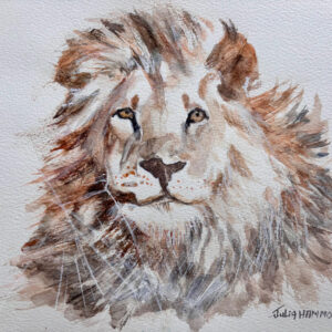 Kgalagadi lion 1