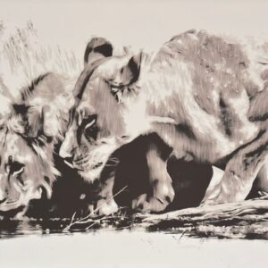 Kalahari lions ( Art Photography)