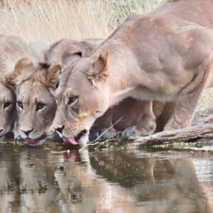 Kalahari lions full colour (Photography)