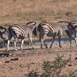 Zebras of the Kruger