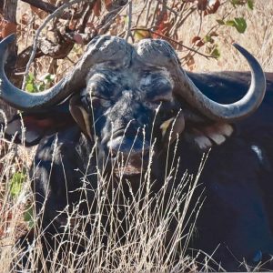 Kruger Buffalo