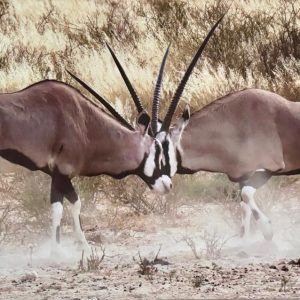 Fighting Gemsbuck of the Kalahari