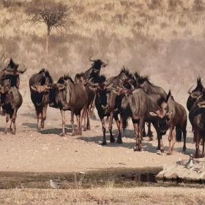 Blue Wildebeest at the Waterhole in Kgalagadi