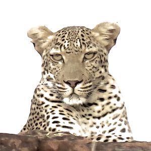 Leopard, Kruger National Park